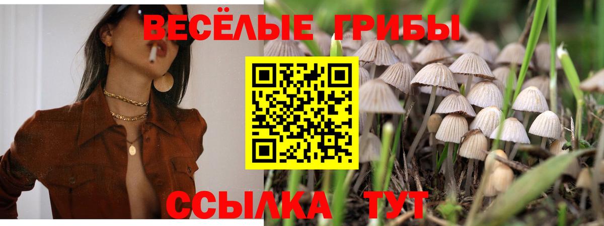 Псилоцибиновые грибы Cubensis Владивосток